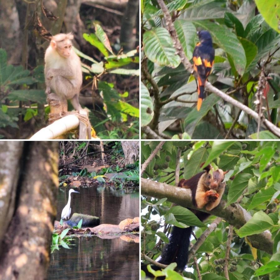 Abad Brookside Wayanad Hotel Vythiri Eksteriør billede